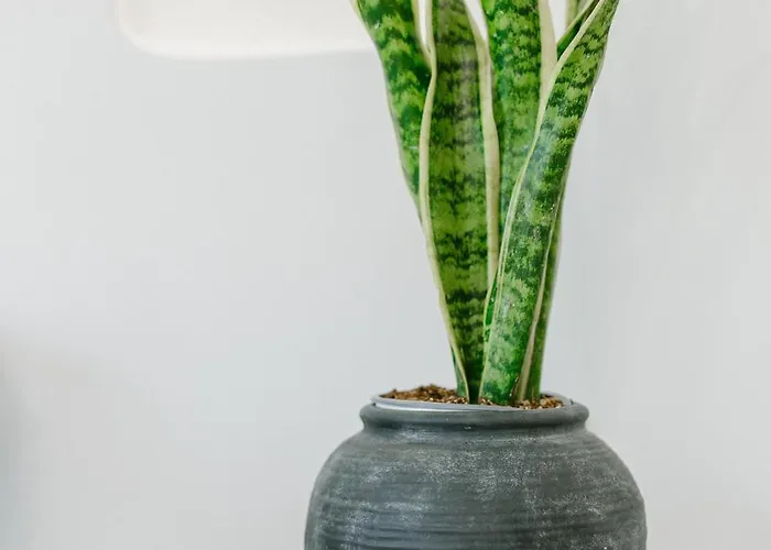 Apartment Nysa Kea - A Cycladic House Korissia (Kea)